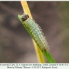 hyponephele naricina talysh larva1